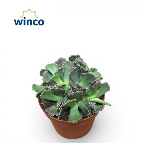 Titanopsis fulleri