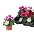 Cyclamen persicum MIX