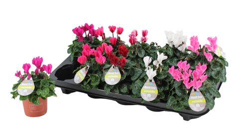 Cyclamen persicum MIX