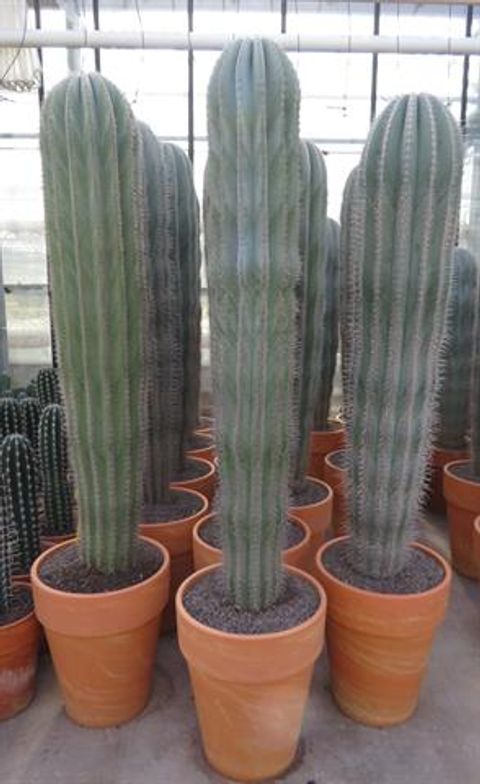 Pachycereus pringlei
