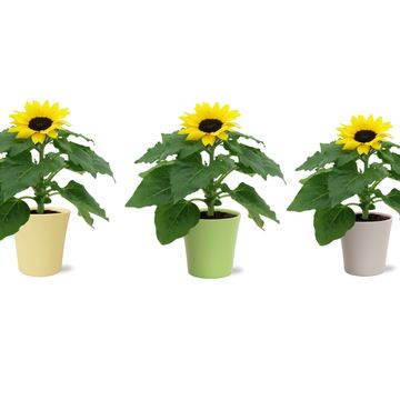 Helianthus annuus 'Sunsation'