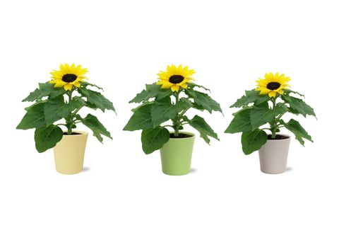 Helianthus annuus 'Sunsation'
