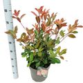 Photinia x fraseri 'Red Robin'