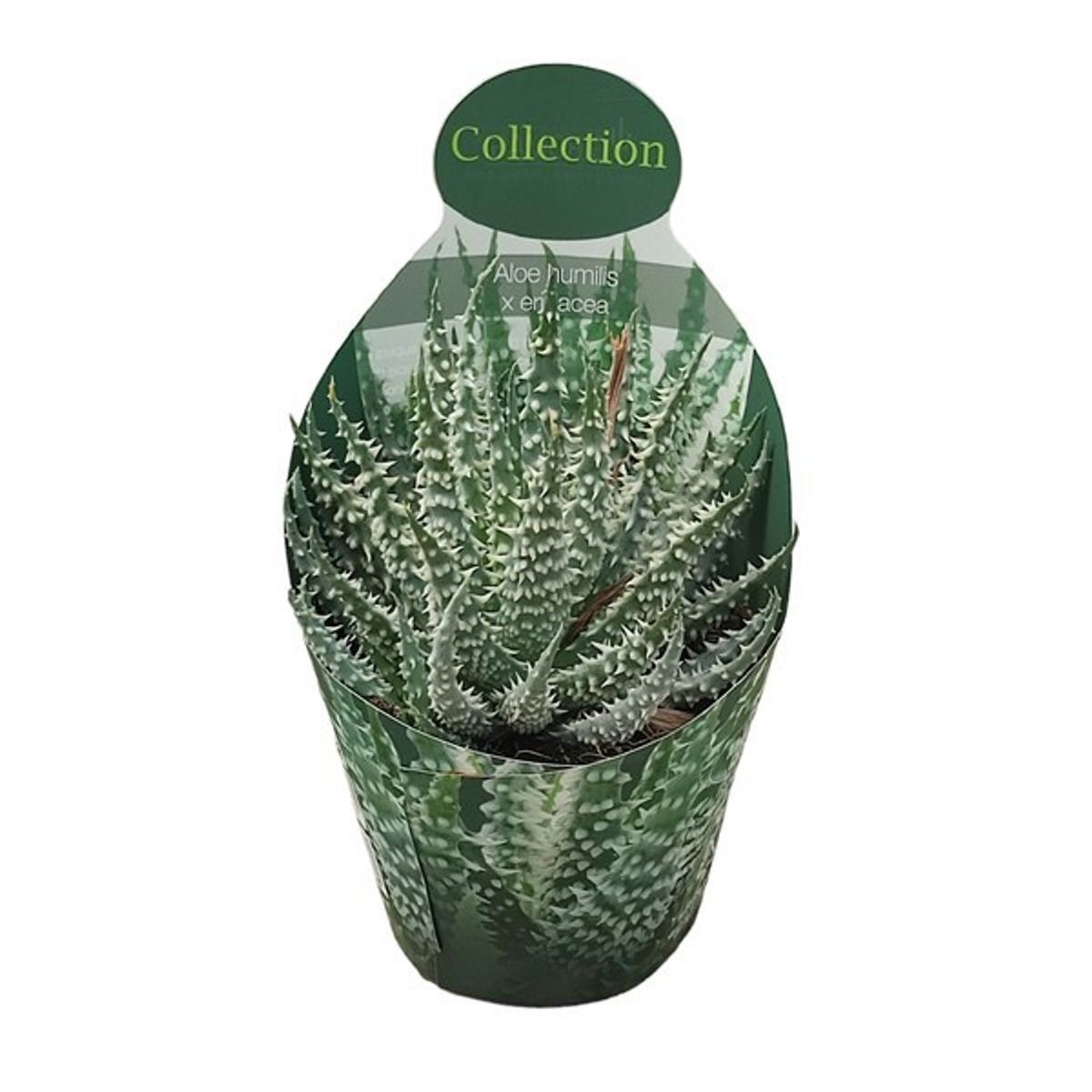 belle aloe vera Simply Bella