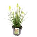 Kniphofia POCO CITRON