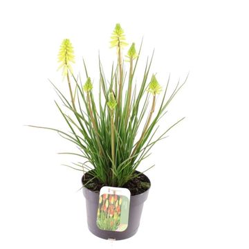 Kniphofia POCO CITRON Kniphofia POCO CITRON