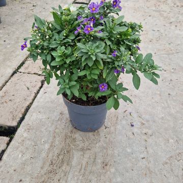 Solanum rantonnetii