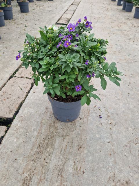 Solanum rantonnetii