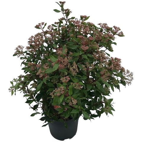 Viburnum tinus SPIRIT