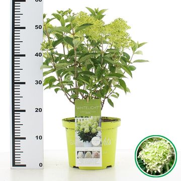 Hydrangea paniculata WHITELIGHT