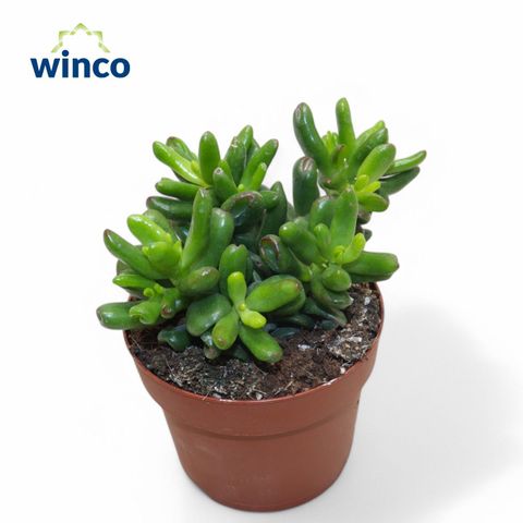 Crassula ovata 'Convoluta'