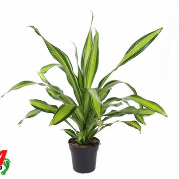 Dracaena fragrans 'Charley'