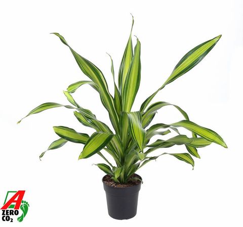 Dracaena fragrans 'Charley'