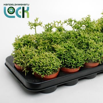 Rhipsalis heteroclada