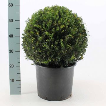 Taxus baccata
