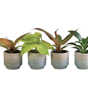 Philodendron MIX