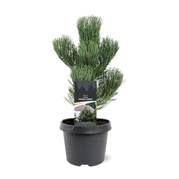 Pinus nigra 'Oregon Green'
