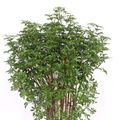 Schefflera arboricola 'Luseana'