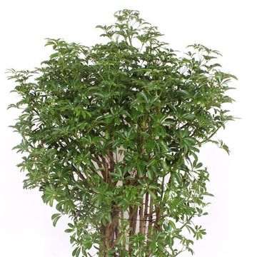 Schefflera arboricola 'Luseana'