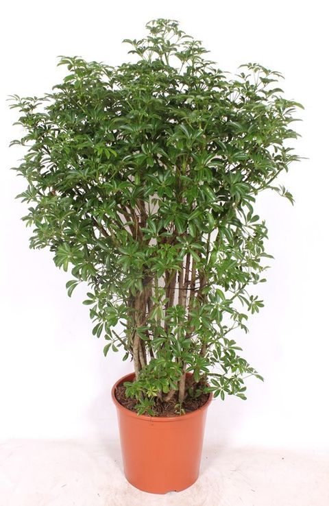 Schefflera arboricola 'Luseana'