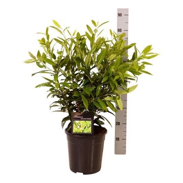 Prunus laurocerasus 'Herbergii'