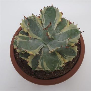 Agave isthmensis 'Kabutogani'