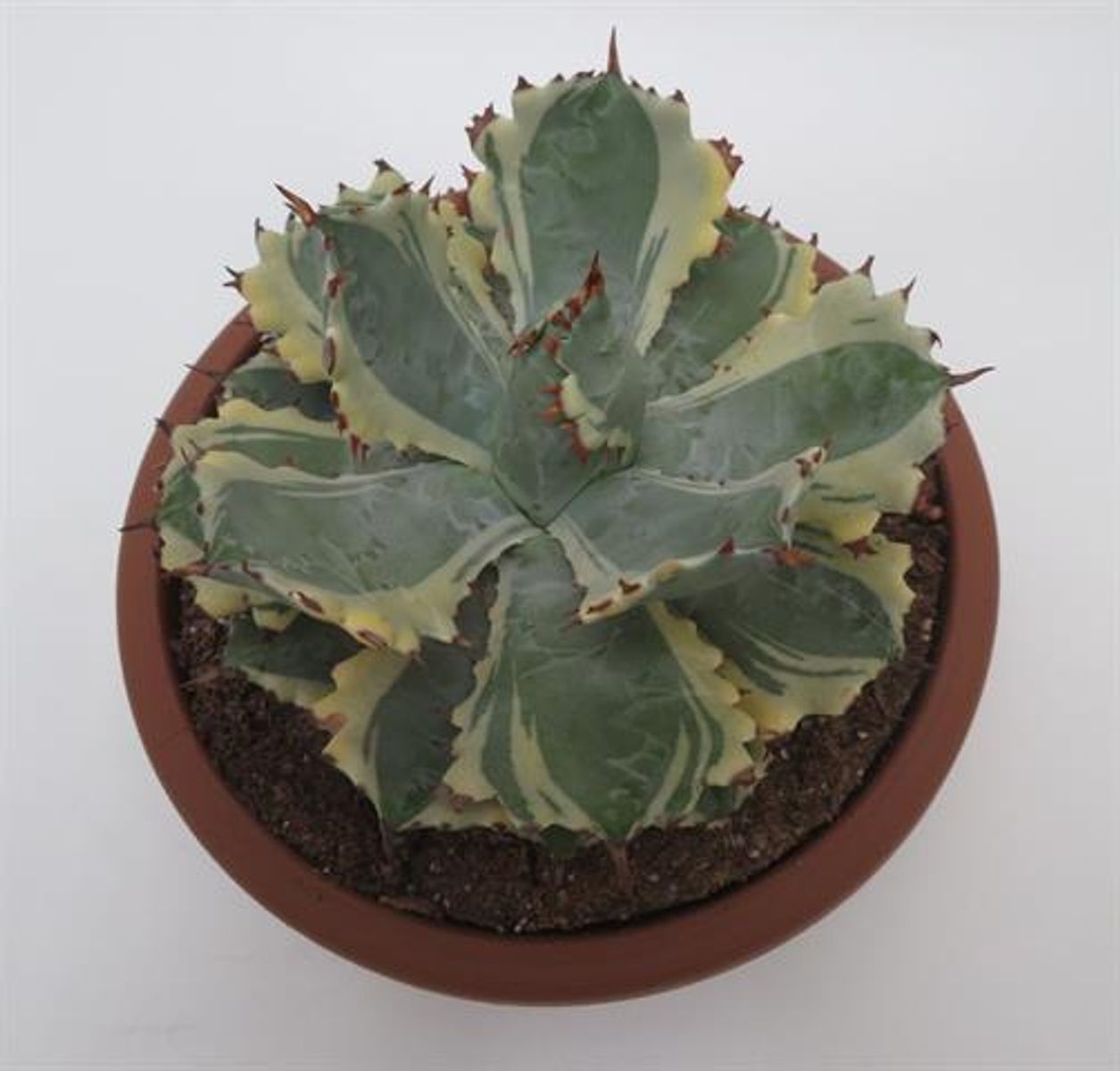 agave isthmensis kabutogani variegata アガベ イシスメンシス agave isthmensis kabutogani variegata アガベ イシスメンシス