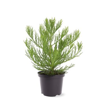 Sequoiadendron giganteum