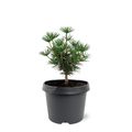 Sciadopitys verticillata GREEN DIAMOND