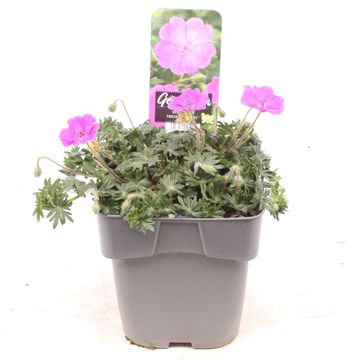 Geranium sanguineum FRIVOLIUS PURPLE