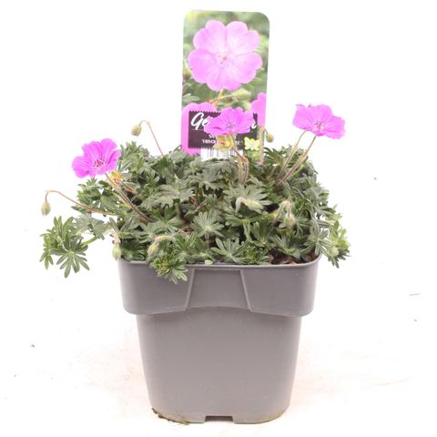 Geranium sanguineum FRIVOLIUS PURPLE