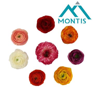 Ranunculus asiaticus SPRINKLES MIX