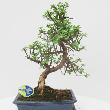 Portulacaria afra