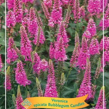 Veronica spicata BUBBLEGUM CANDLES