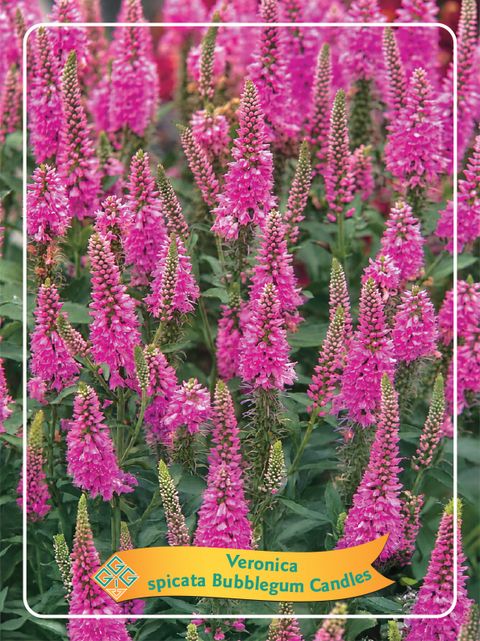 Veronica spicata BUBBLEGUM CANDLES