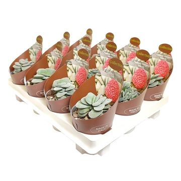 Crassula 'Morgan's Beauty'