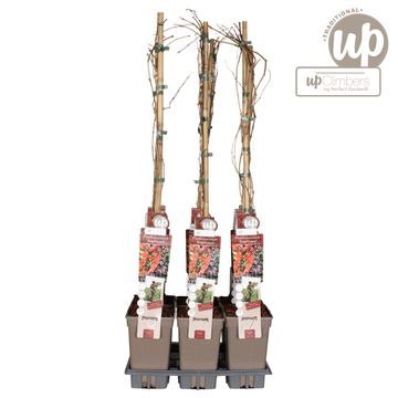 Parthenocissus quinquefolia engelmannii