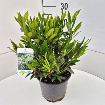 Prunus laurocerasus 'Отто Луикен'