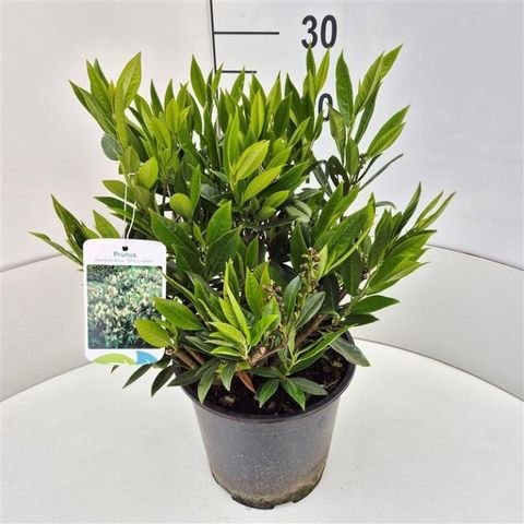 Prunus laurocerasus 'Отто Луикен'
