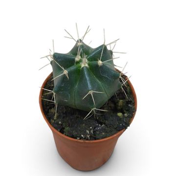 Echinocereus knippelianus