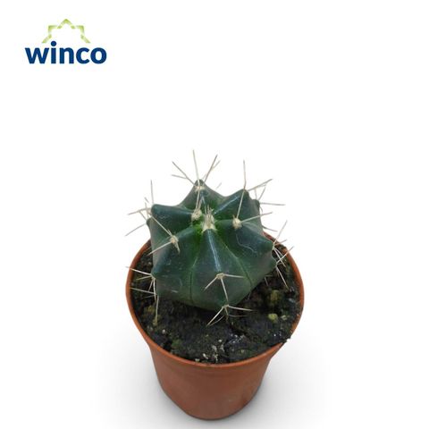 Echinocereus knippelianus