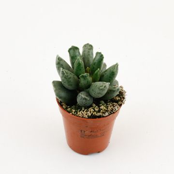 Adromischus marianae herrei 'Coffee Bean'