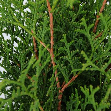 Thuja occidentalis 'Holmstrup'