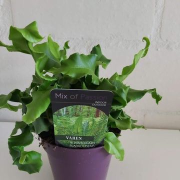 Asplenium scolopendrium