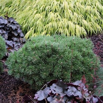 Pinus mugo 'Benjamin'