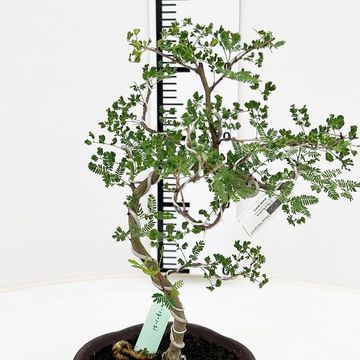 Vachellia nilotica