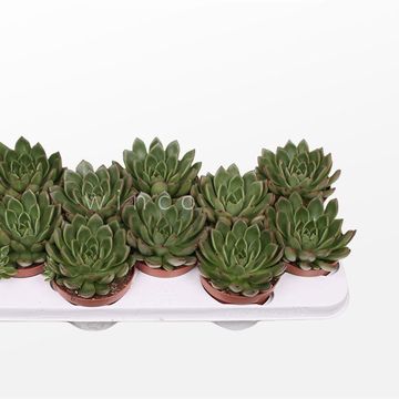 Echeveria agavoides 'Belga'
