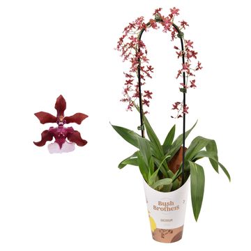 Oncidium Sharry Baby