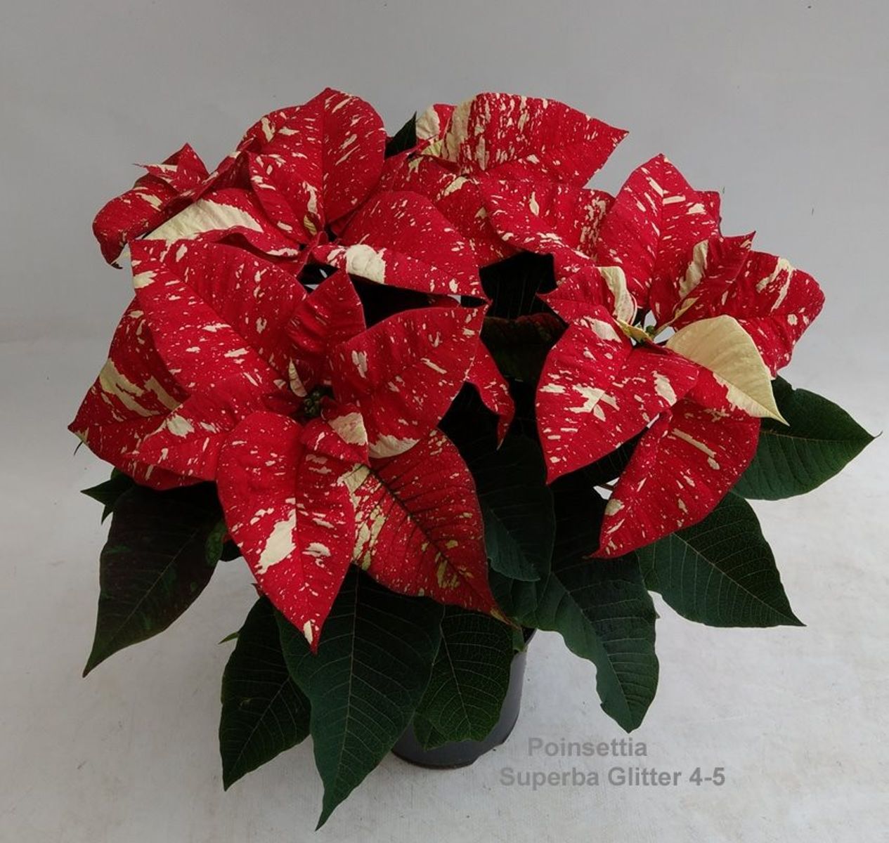 Poinsettia euphorbia pulcherrima Red Glitter