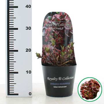 Hydrangea macrophylla ROYALTY COLLECTION BLACK KNIGHT